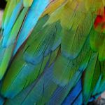 Greenwinged Macaw Feathers Stock Photo