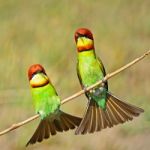 Chestnut-headed Bee-eater Stock Photo