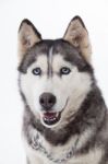 Siberian Husky In Studio Stock Photo