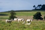 Flock Of Sheep Stock Photo