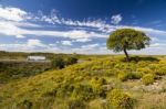 Algarve Countryside Hills With Yellow Bushes In Spring Stock Photo