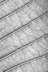 Leaf Texture Stock Photo