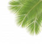 Coconut Leaf Isolated On White Background Stock Photo