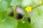 Flower Of Organic Agriculture Stock Photo