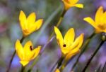 Yellow Rainlily Stock Photo