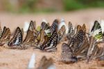 Diversity Of Butterfly Species,butterfly Eating Salt Licks On Ground Stock Photo