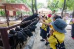 Primary Students Visit The Zoo, In The Jul 27, 2016. Bangkok Thailand Stock Photo