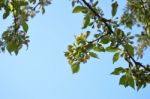 The Blooming Of Apple Trees Stock Photo