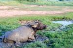 Buffalo Played Mud In Thailand Stock Photo