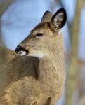 Beautiful Isolated Portrait Of A Cute Wild Deer In The Forest Stock Photo