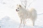 Samoyed White Dog On Snow Stock Photo