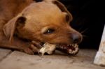 Dog Chewing A Bone Stock Photo