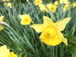 Narcissus In The Garden Stock Photo