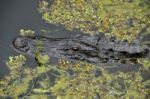 Alligator In Water Stock Photo