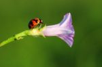 Ladybug And Flower Stock Photo