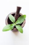 Holy Basil In Wooden Mortar  On White Background Stock Photo