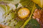 Female Orb Spider Stock Photo