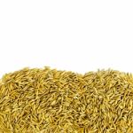 Top View Of Paddy Rice And Rice Seed On The White Background For Isolated Stock Photo