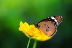 Butterfly And Flower Stock Photo