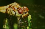 Portrait Of A Dragonfly Stock Photo