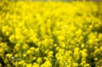 Close-up Of Beautiful Garden Flowers Field A Little Flowers Background Stock Photo