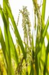 Ripe Rice Close Up Stock Photo