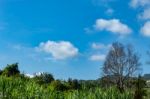 Trees And Mountains On A Bright Sky Stock Photo