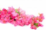 Bougainvillea Stock Photo