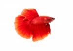 Fighting Fish Stock Photo