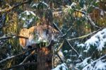 Lynx Tree Branch In A Winter Forest Stock Photo