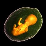 Human Fetus Stock Photo