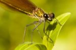 Copper Demoiselle Insect Stock Photo