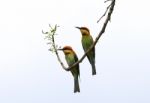 Chestnut Headed Bee Eater Stock Photo