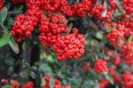 Ornamental Shrub Of Red Berries In Autumn With Raindrops Stock Photo