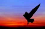 Silhouetted Seagull Flying At Colorful Sunset Stock Photo