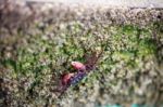 Crab Finding Food On Rocky Beach Stock Photo