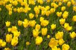 Yellow Tulips Stock Photo