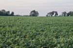 Background With A Beautiful Potatoes Field Stock Photo