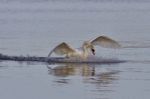 Beautiful Image With A Powerful Swan's Landing Stock Photo