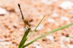 Yellow And Black Pattern Dragon Fly On Grass Stock Photo