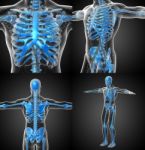 3d Rendering Medical Illustration Of The Human Skeleton Stock Photo