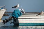 Anchored Boat With Seagulls Stock Photo