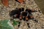 Tarantula Stock Photo