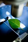 Observation Of A Green Leaf Stock Photo