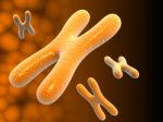 Chromosomes Stock Photo