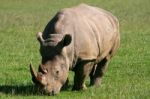 Rhinoceros Stock Photo