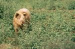 Pig On The Farm Stock Photo