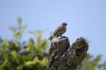 House Sparrow Bird Stock Photo