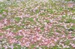 Pink Trumpet Shrub Stock Photo