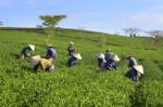 Dalat, Vietnam, July 30, 2016: A Group Of Farmers Picking Tea On A Summer Afternoon In Cau Dat Tea Plantation, Da Lat, Vietnam Stock Photo